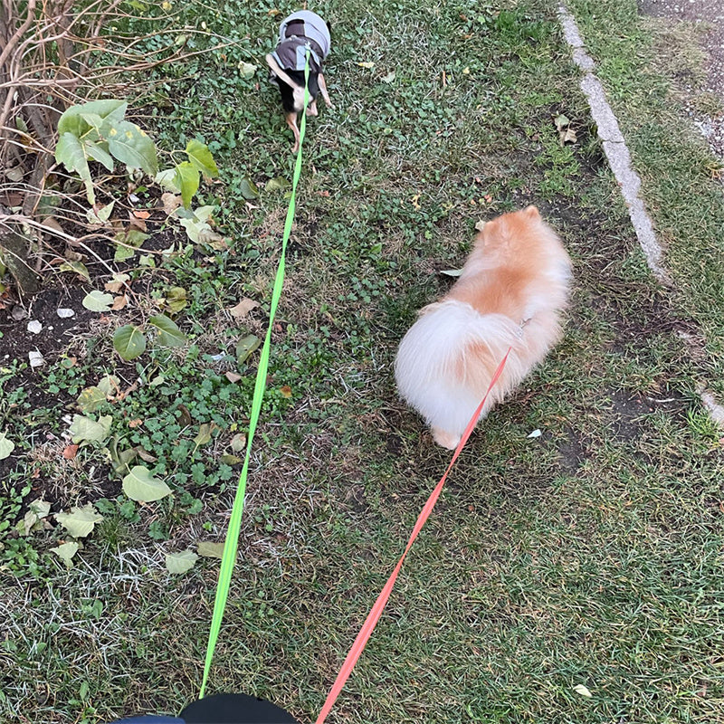 Dual Retractable Dog Leash with LED Light for Small Dogs